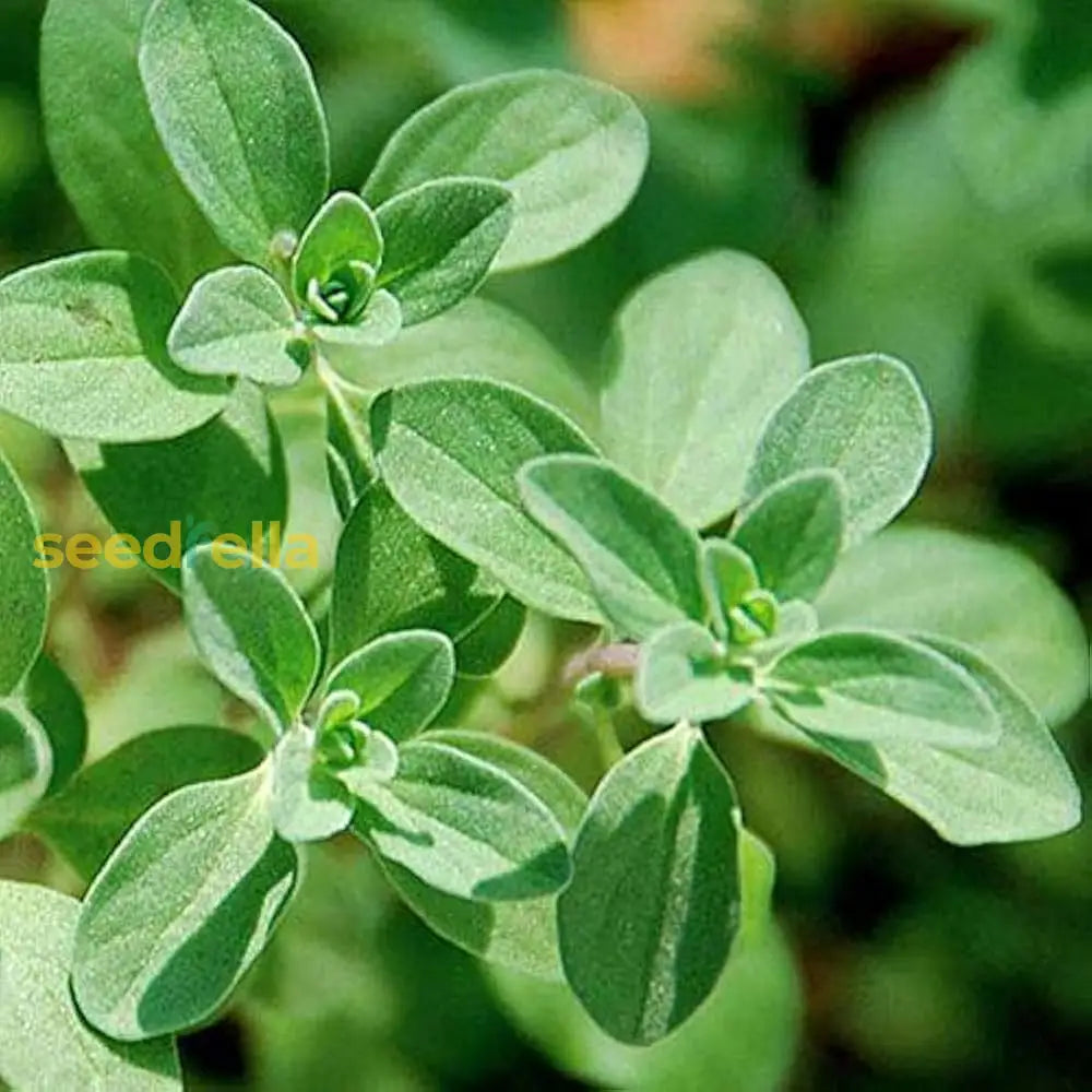 Marjoram Herb Planting Seeds For Your Garden