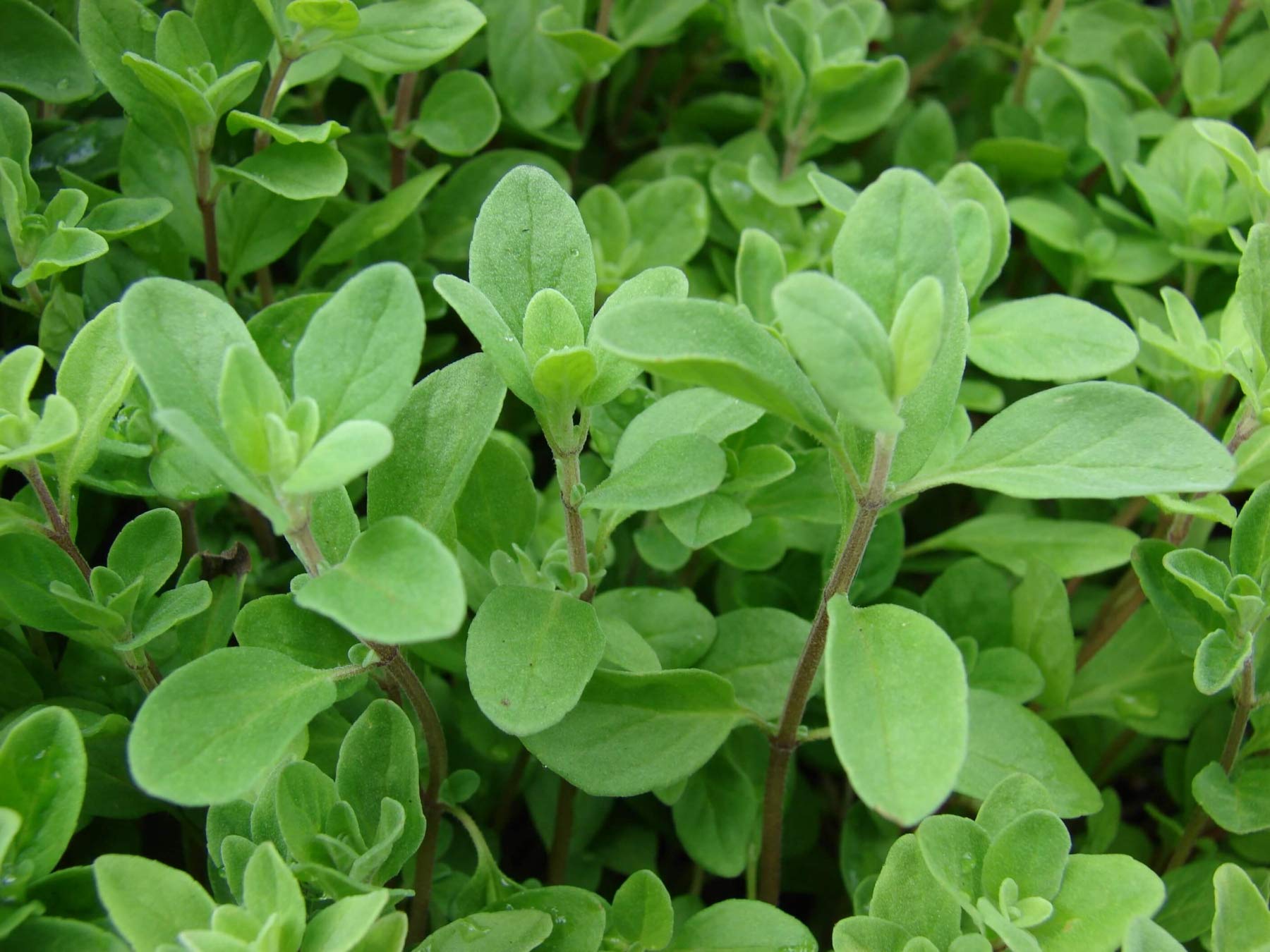 Marjoram white pink flower clusters attracting pollinators