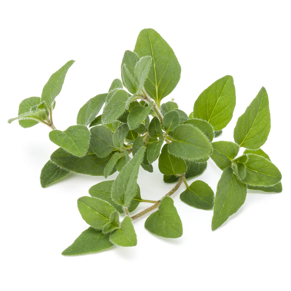 Marjoram seeds Origanum majorana ornamental herb