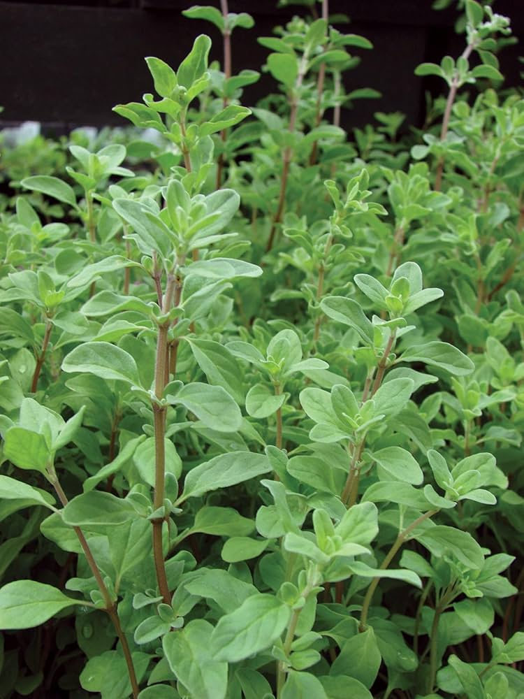 Marjoram seeds planting and germination guide