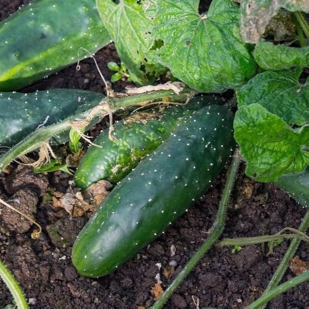 Long dark green cucumbers grown from Marketmore seeds