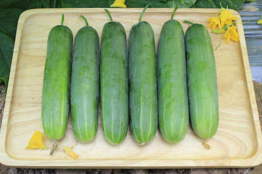 Marketmore cucumber (Cucumis sativus) seeds for planting