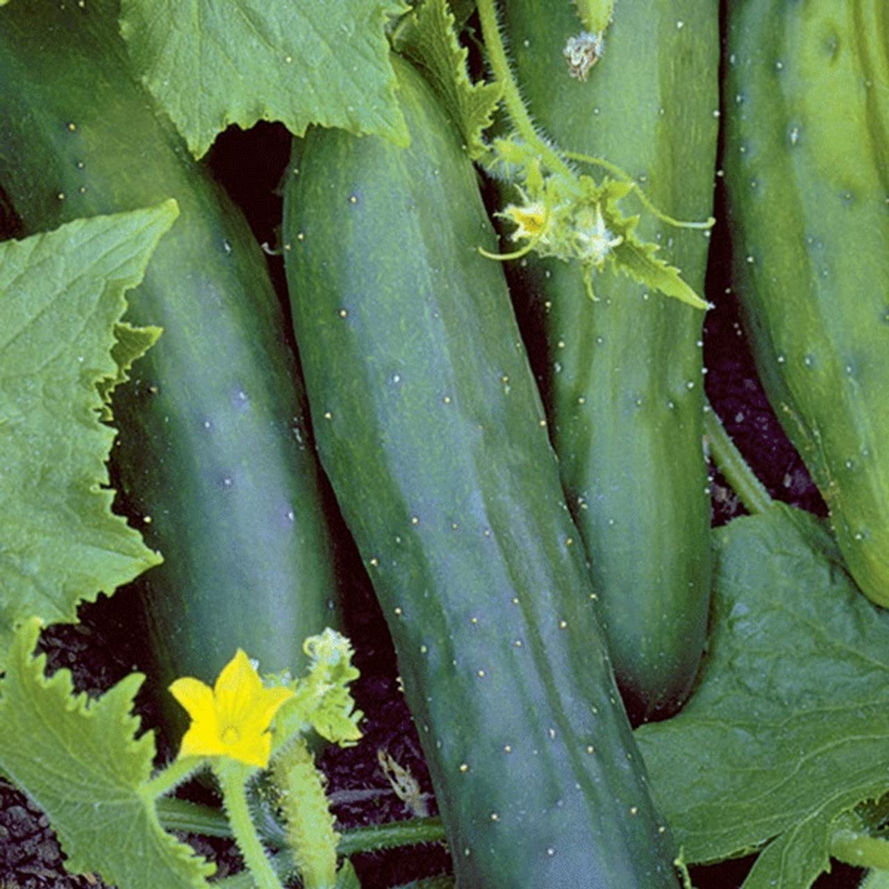 Marketmore Cucumber Seeds Non-GMO for planting
