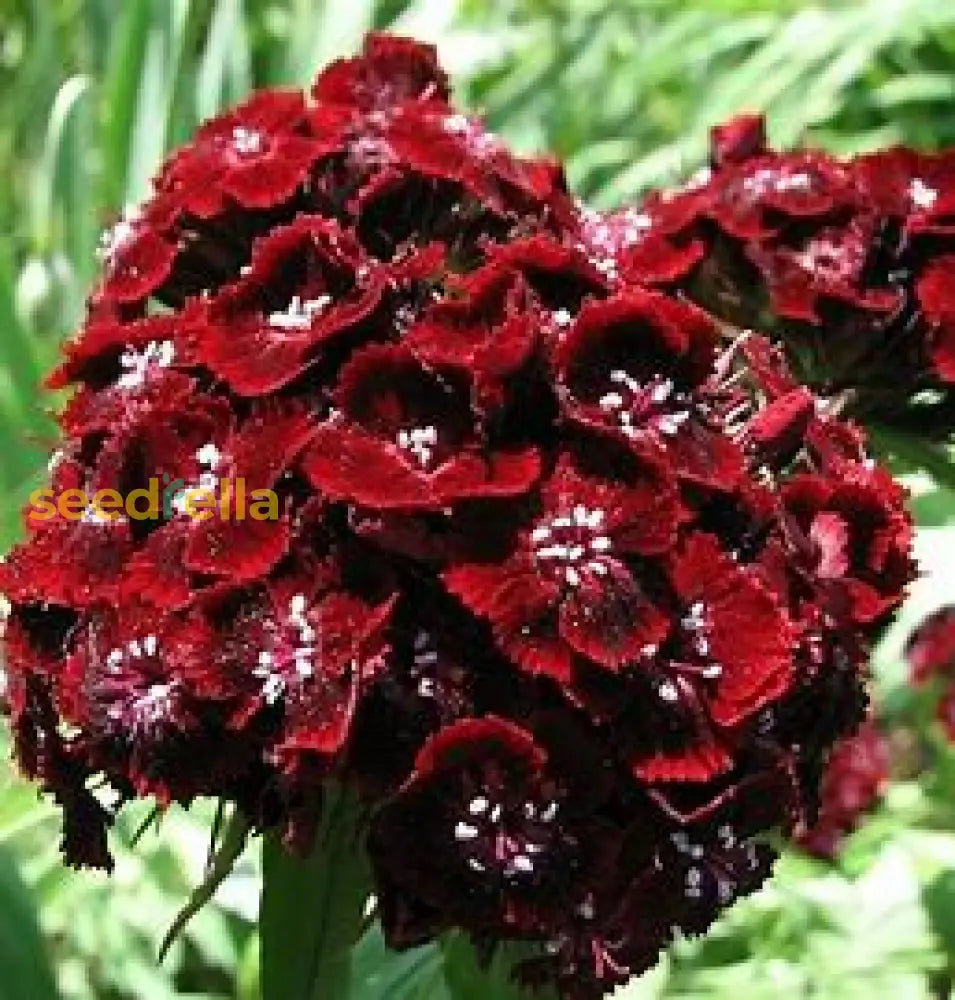 Maroon Dianthus Seeds For Planting - Flower Garden