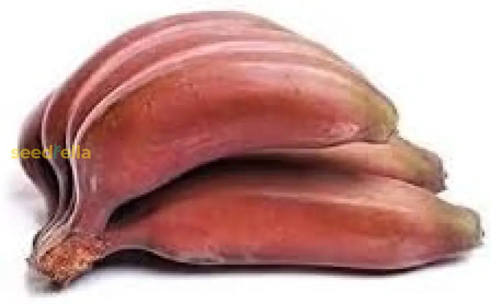 Maroon Red Banana Seeds for Planting Tropical Banana Plants