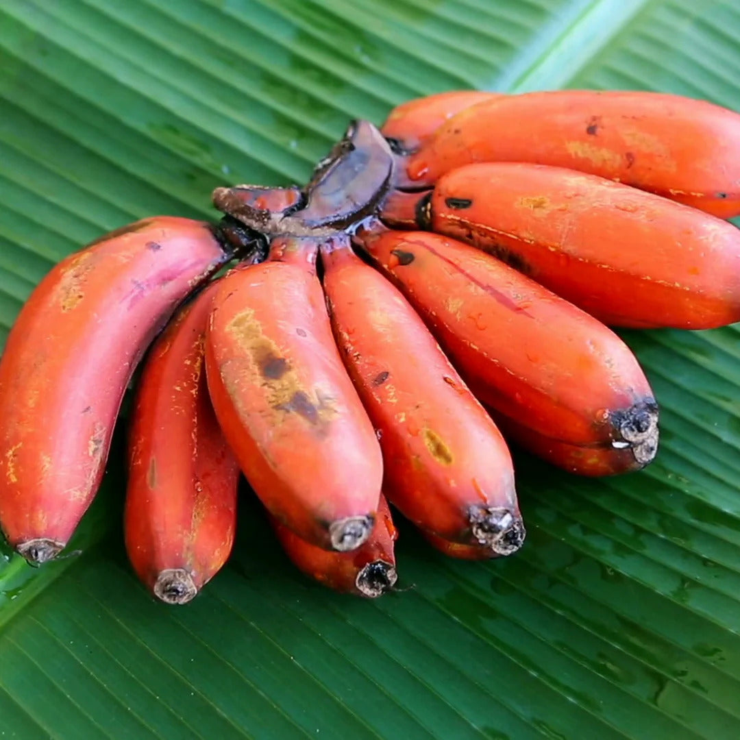 Maroon red banana seeds for planting