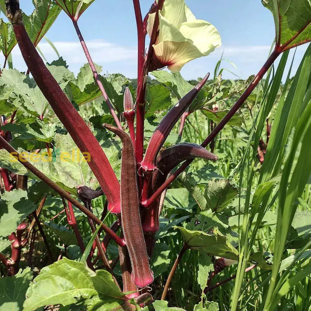 Maroon Red Okra Seeds For Easy Planting