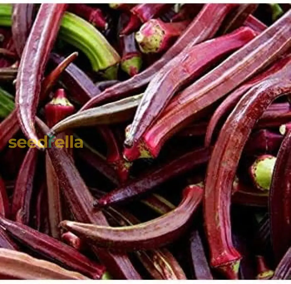 Maroon Red Okra Seeds For Easy Planting