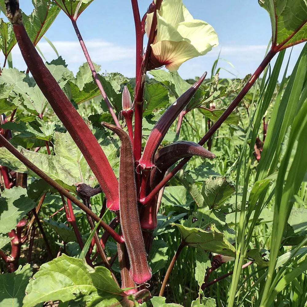 Maroon Red Okra seeds for planting in backyard gardens, non GMO variety
