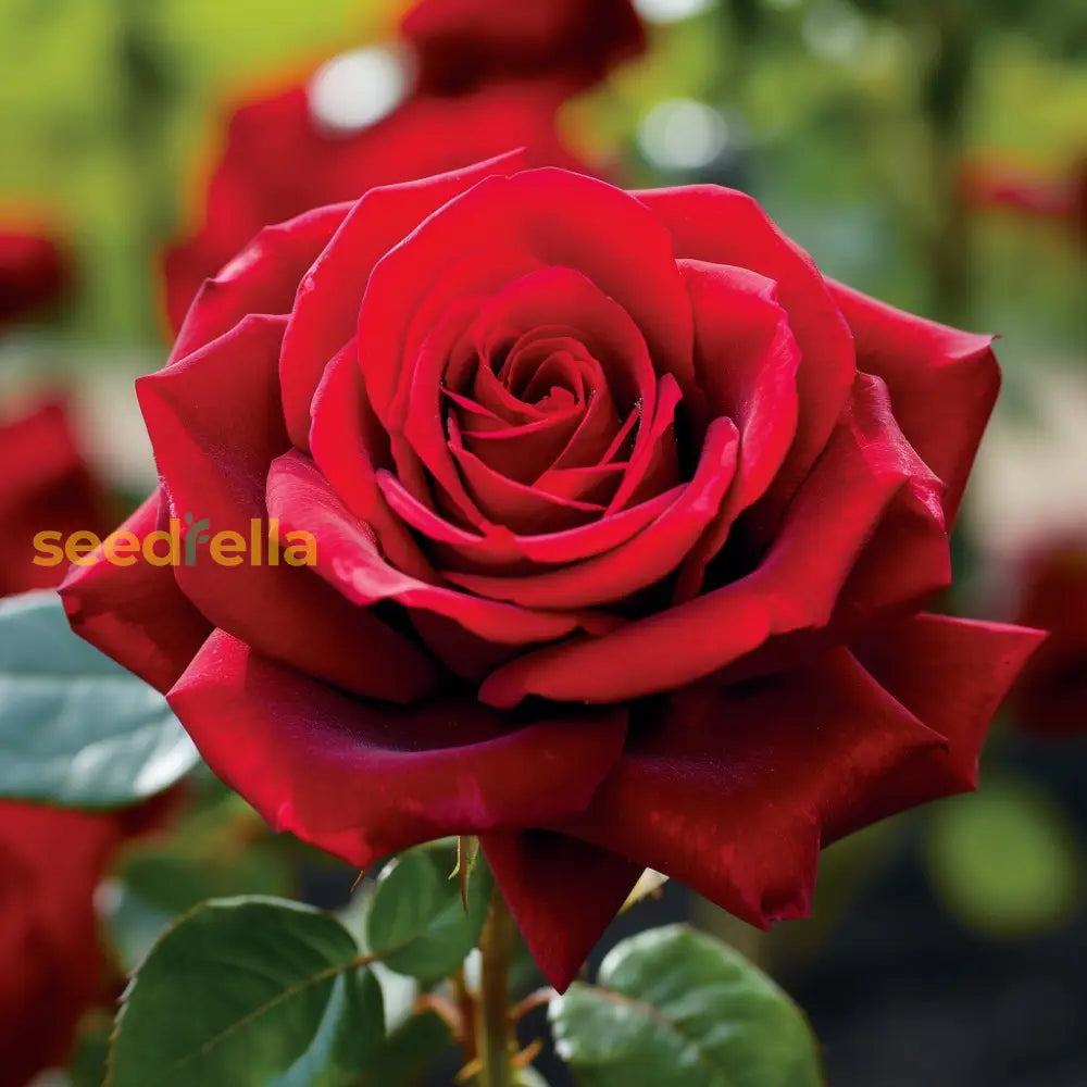 Maroon Red Rose Flower Seeds For Planting