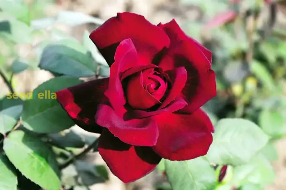 Maroon Red Rose Flower Seeds For Planting