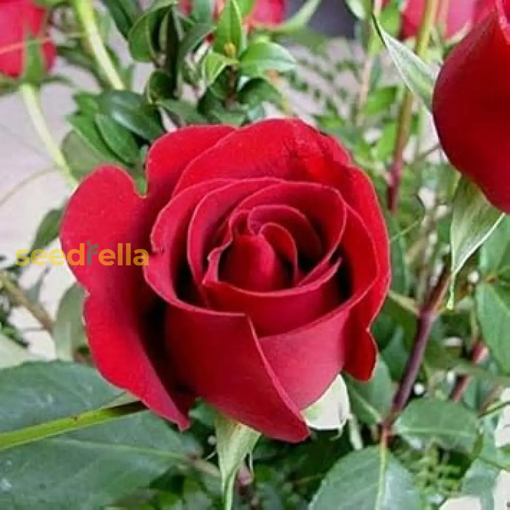 Maroon Rose Seeds For Planting - Grow Elegant Bold Roses In Your Garden