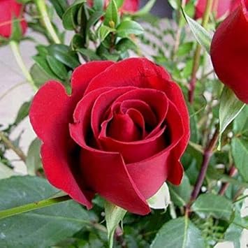 Maroon Rose Seeds for Planting Elegant Blooms