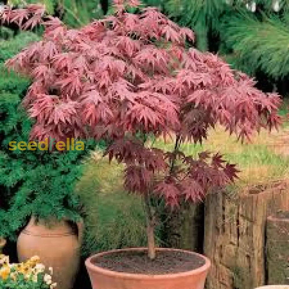 Maroon Suminagashi Flower Seeds - Perfect For Planting Plant Seeds