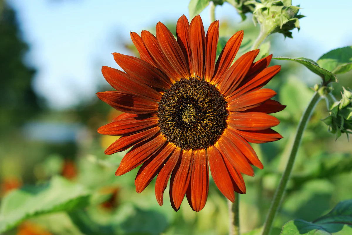 Dark maroon sunflower seeds for tall flowering plants
