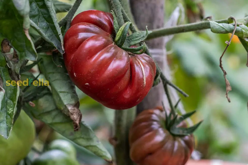 Maroon Tomato Planting Seeds For Home Gardens Vegetable Seeds