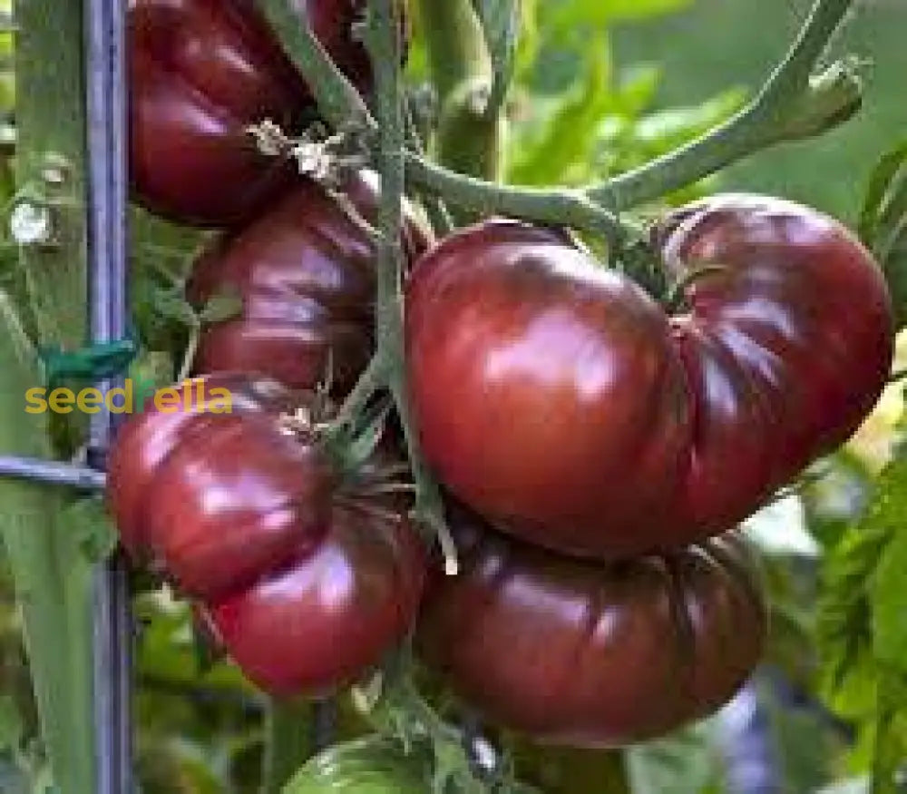 Maroon Tomato Seeds For Vibrant Planting - Enhance Your Garden’s Flavor Vegetable Seeds