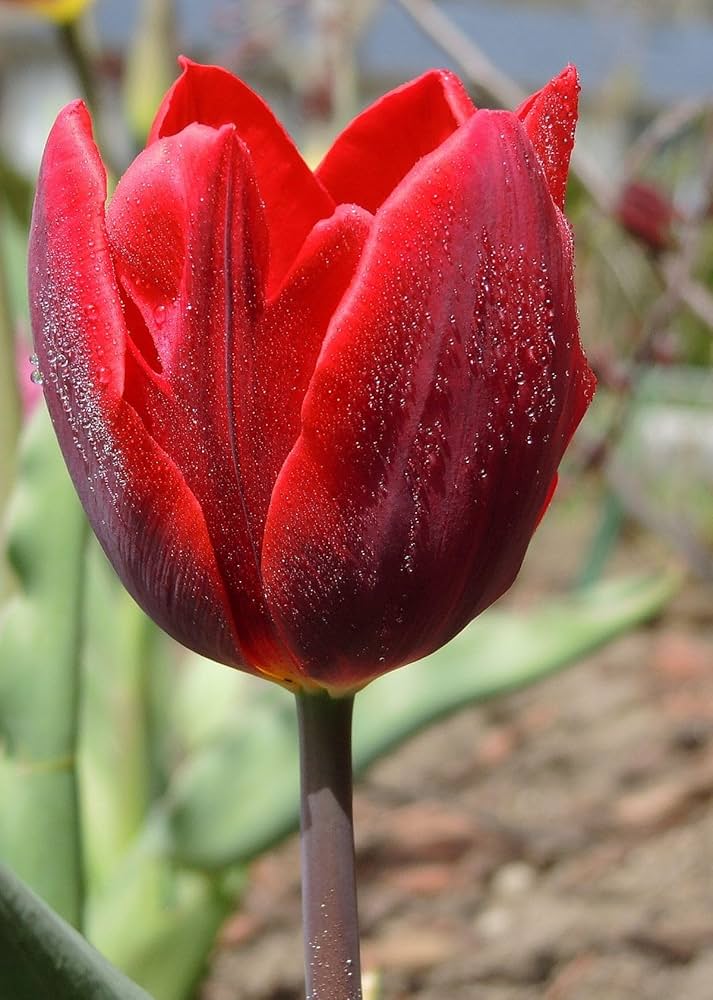 Elegant Maroon Tulips in Garden Bed