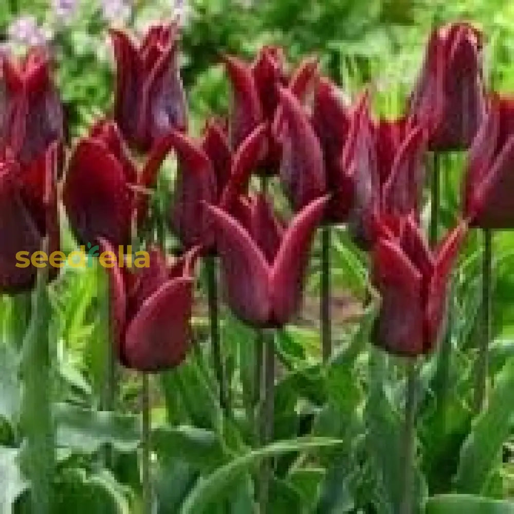 Maroon Tulip Planting Seeds: A Touch Of Elegance For Your Garden Seeds