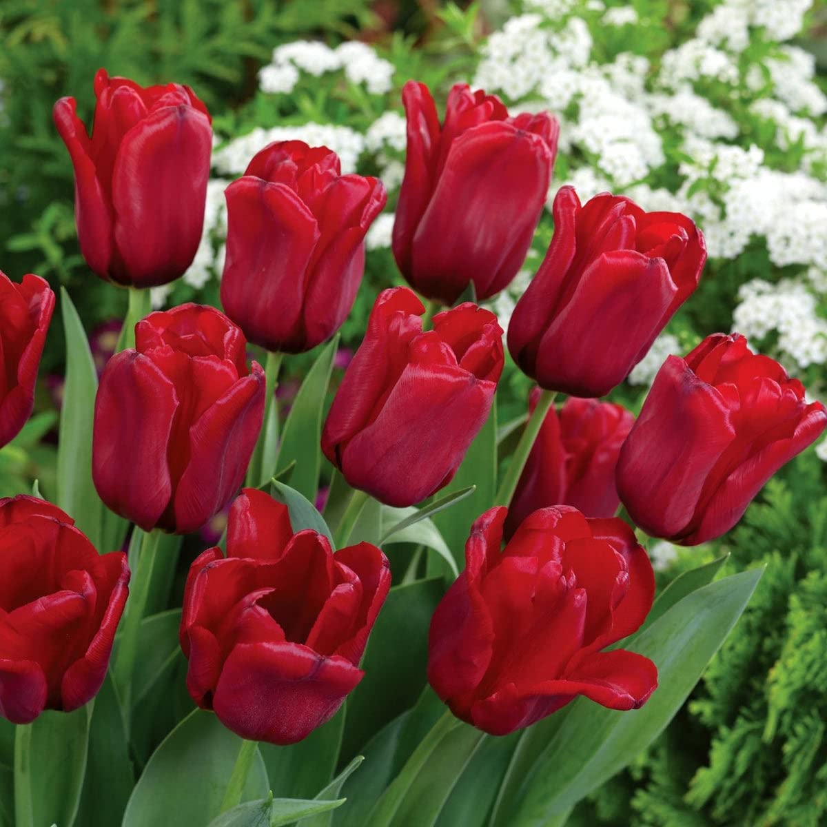 Maroon Tulip Planting Seeds for Elegant Gardens