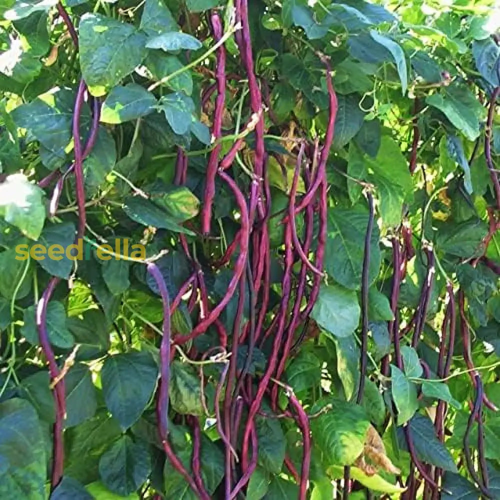 Maroon Yardlong Bean plants growing in home garden