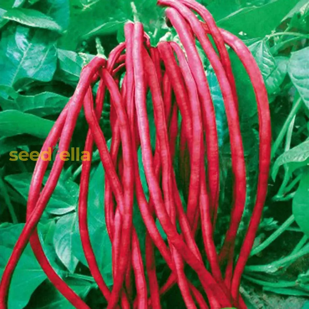 Maroon Yardlong Bean seedlings sprouting in soil