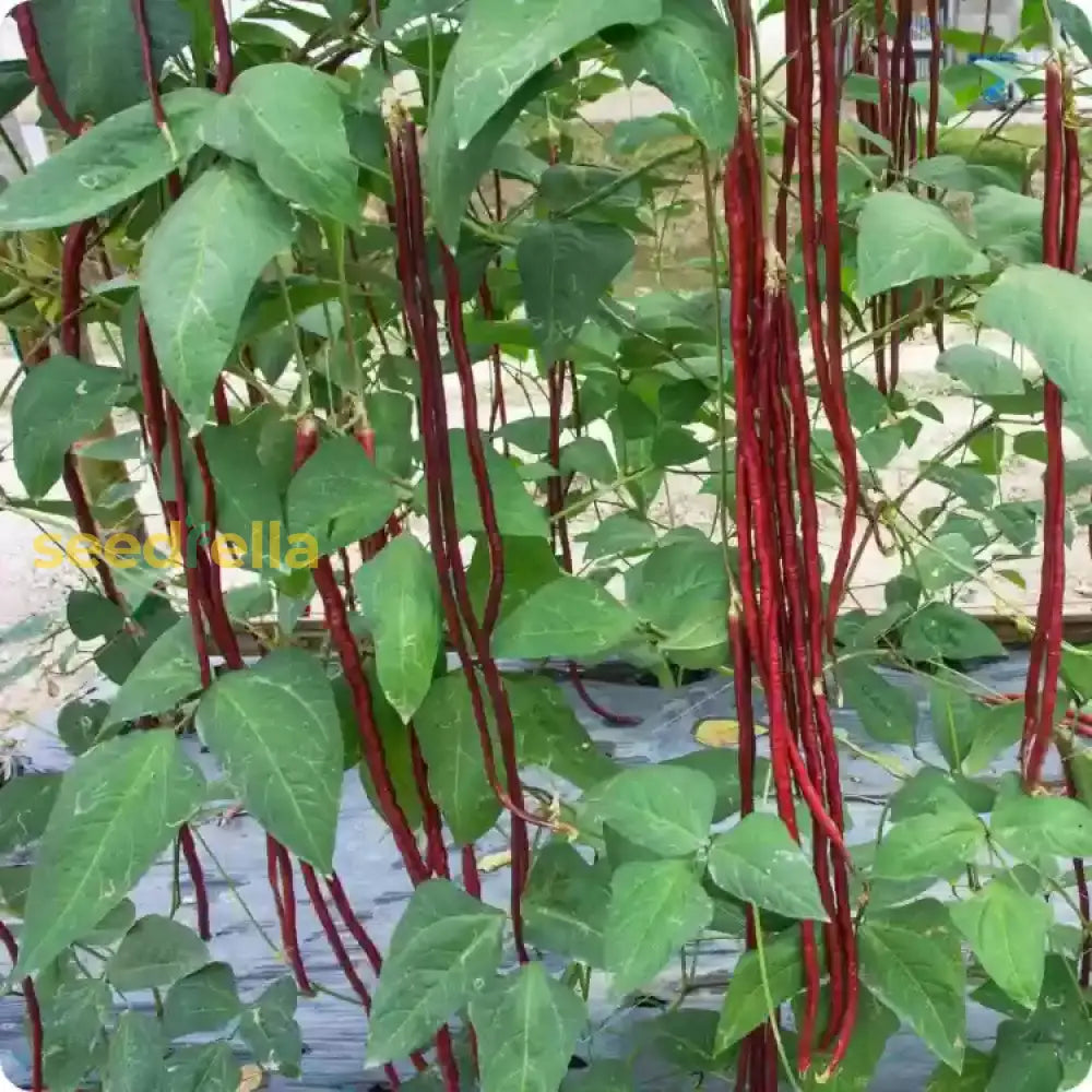Maroon Yardlong Bean seeds for planting non GMO