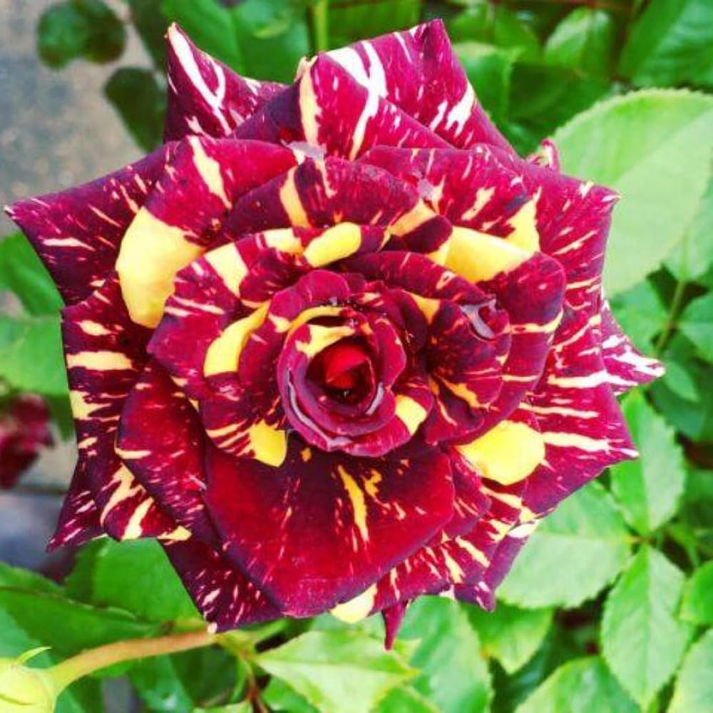 Maroon Yellow Roses Growing in a Garden