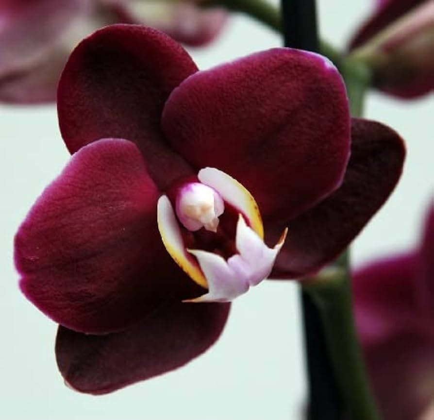 maroon-butterfly-orchid-flower-seeds