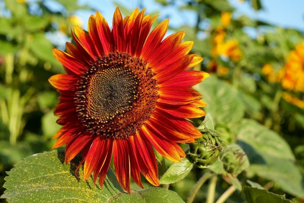 Easy grow Marron Sunflower garden seeds for summer blooms