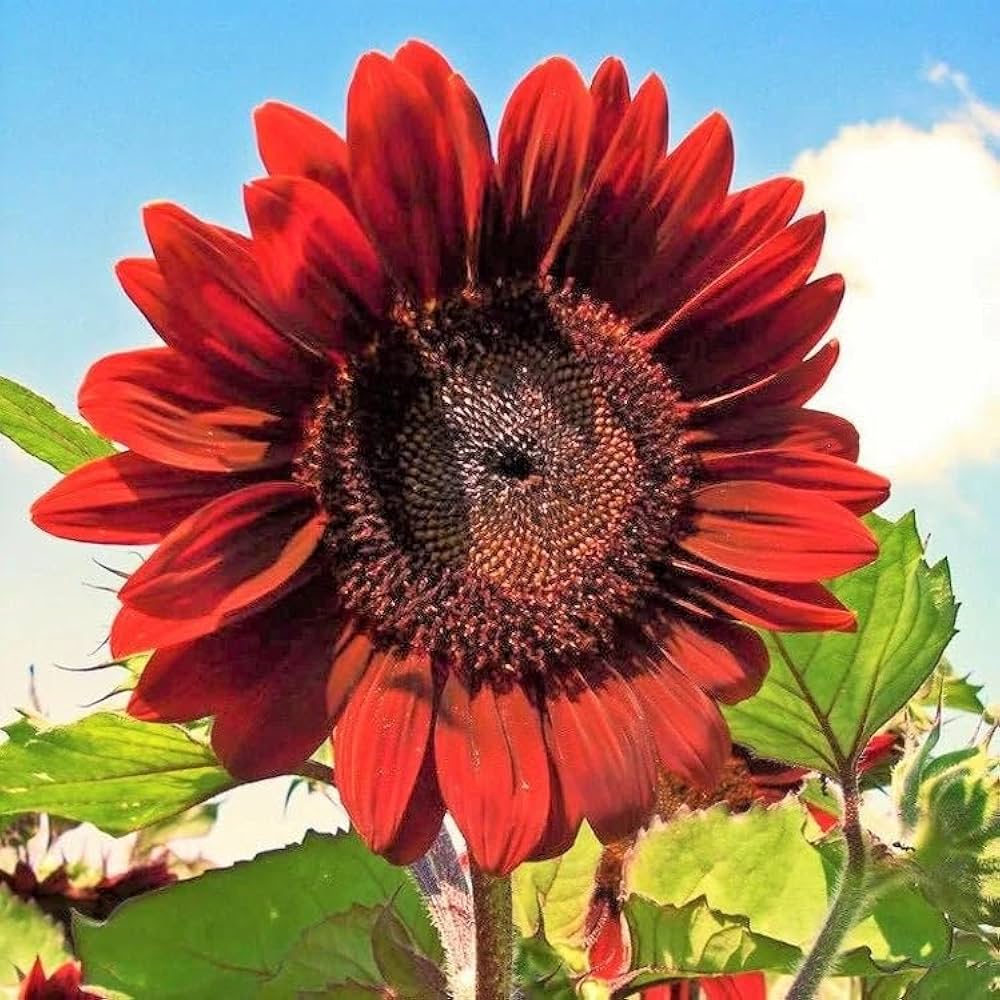 Marron Sunflower seeds for planting deep maroon sunflower blooms