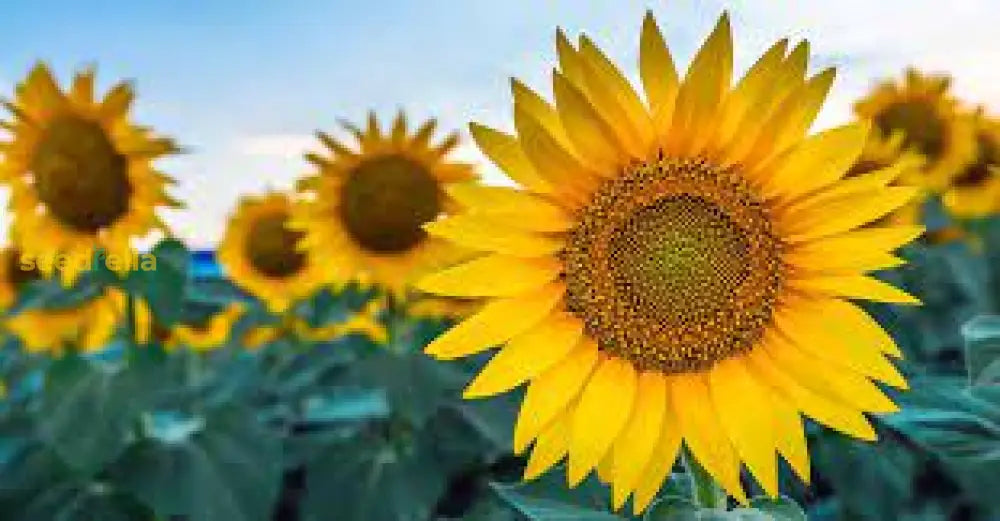 Marron Sunflower Seeds: Planting Guide For Successful Growth Flower Seeds