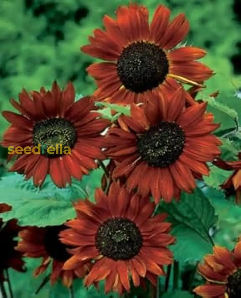 Marron Sunflower Seeds: Planting Guide For Successful Growth Flower Seeds