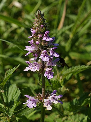 Marsh Woundwort herb with purple flowers growing in moist garden