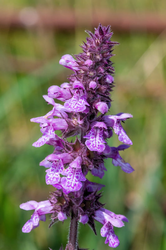 Packet of Marsh Woundwort herb seeds for planting