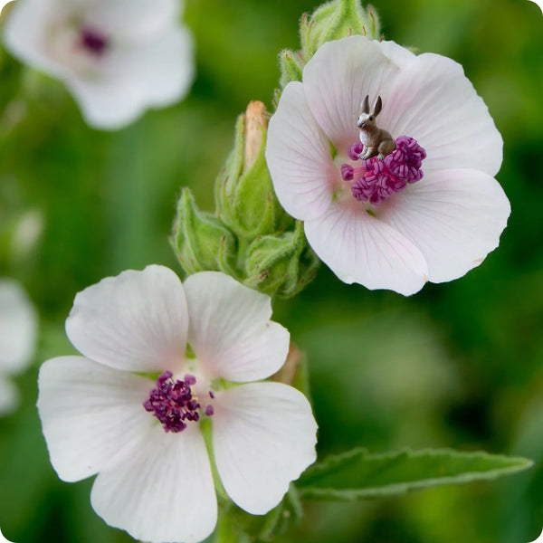Marshmallow seeds Althaea officinalis pale pink flowers