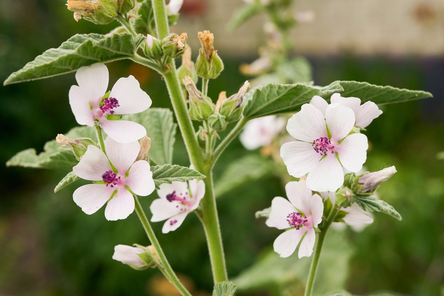 Marshmallow perennial grown from seeds thriving in wet soil