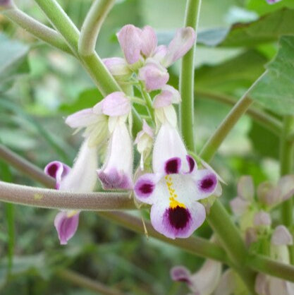 Purple White Tiger Claw Flower seeds for Planting - Cut Flower Favorite, Heirloom & GMO Free Seeds for Home Garden
 
 Sale for planting in home garden
