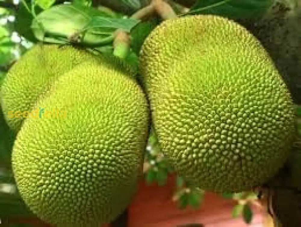 Massive Jackfruit Seeds For Easy Planting And Abundant Fruits Fruit