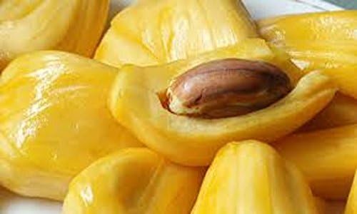 Jackfruit Tree Growing in Garden, Healthy Tree with Large Fruit
