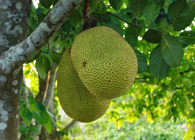 Step-by-Step Planting Instructions for Massive Jackfruit Seeds in Your Garden