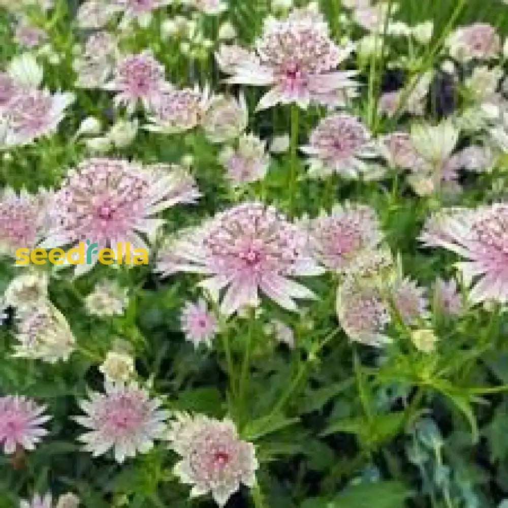 Masterwort Flower Seeds For Planting - Stunning Perennial Blooms