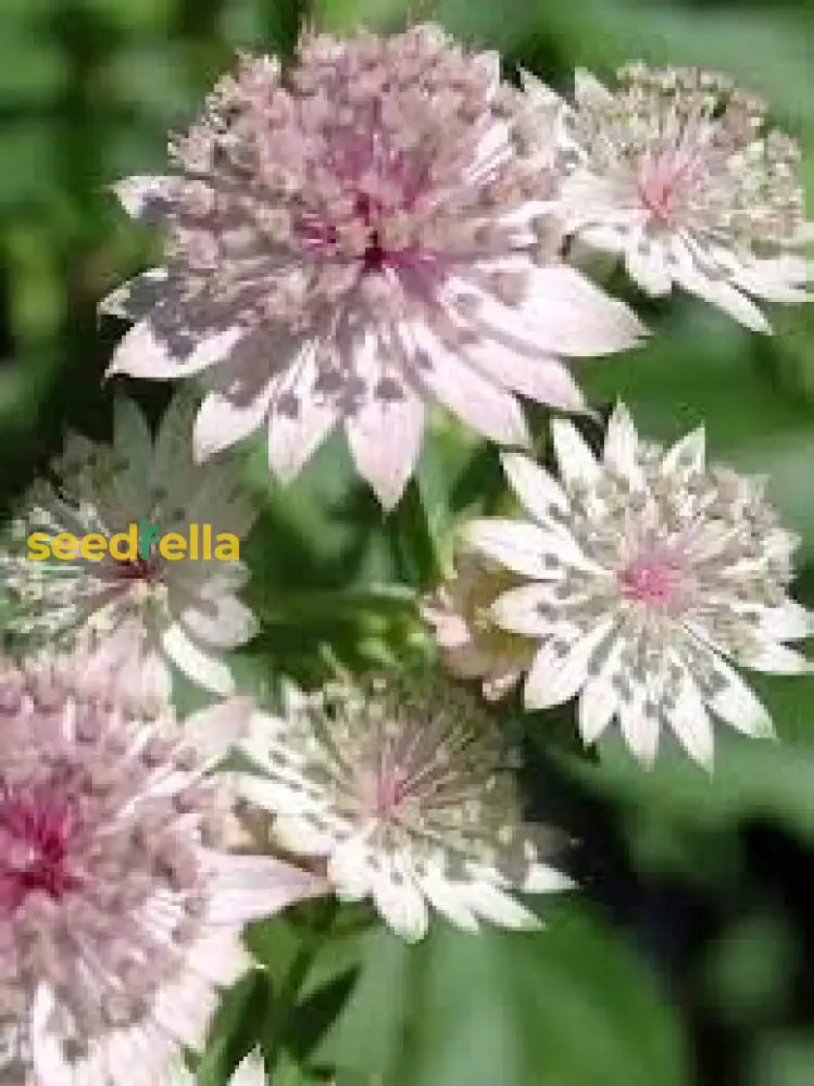 Masterwort Flower Seeds For Planting - Stunning Perennial Blooms