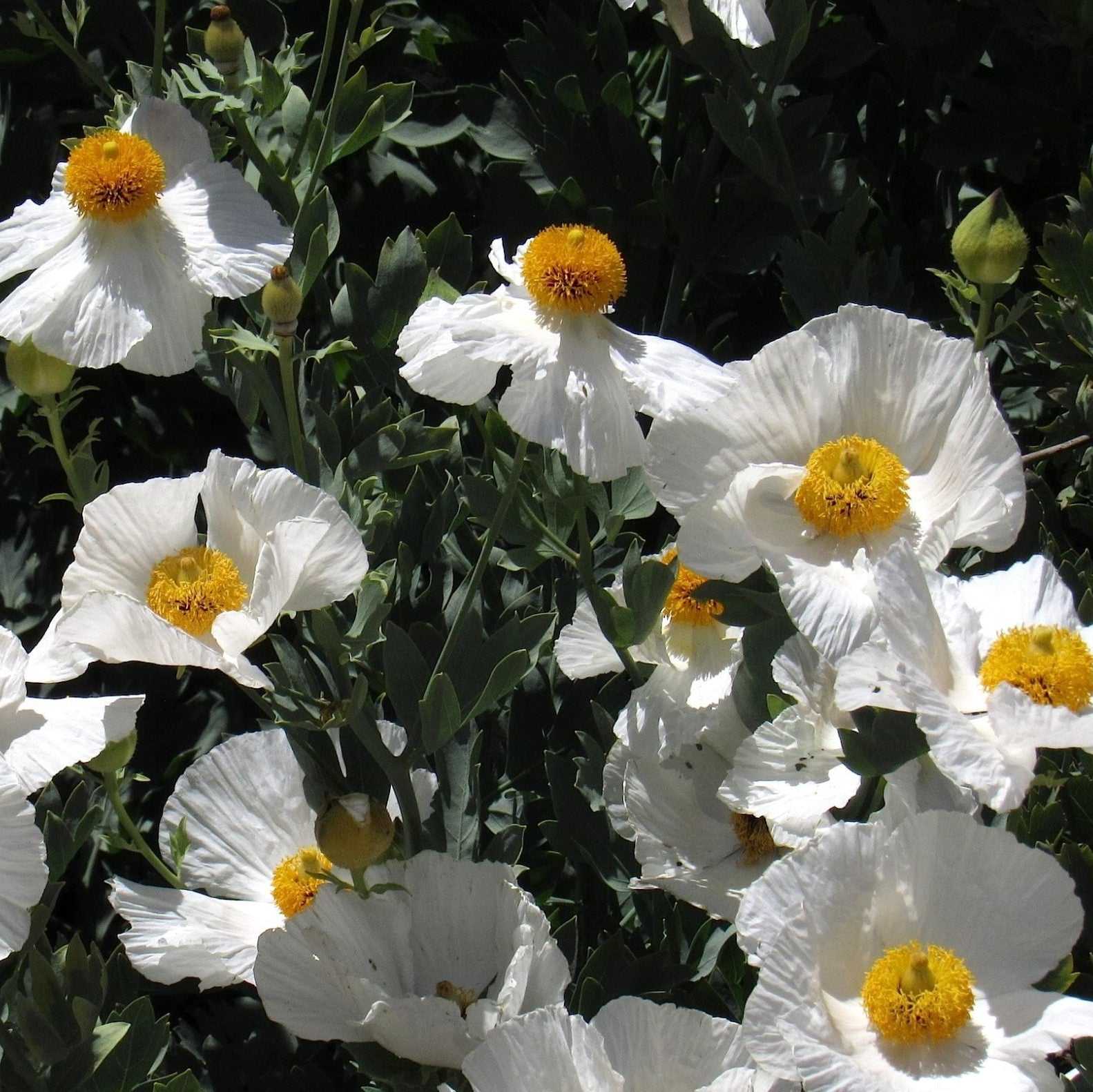 Matilija Poppies growing in sunny garden borders