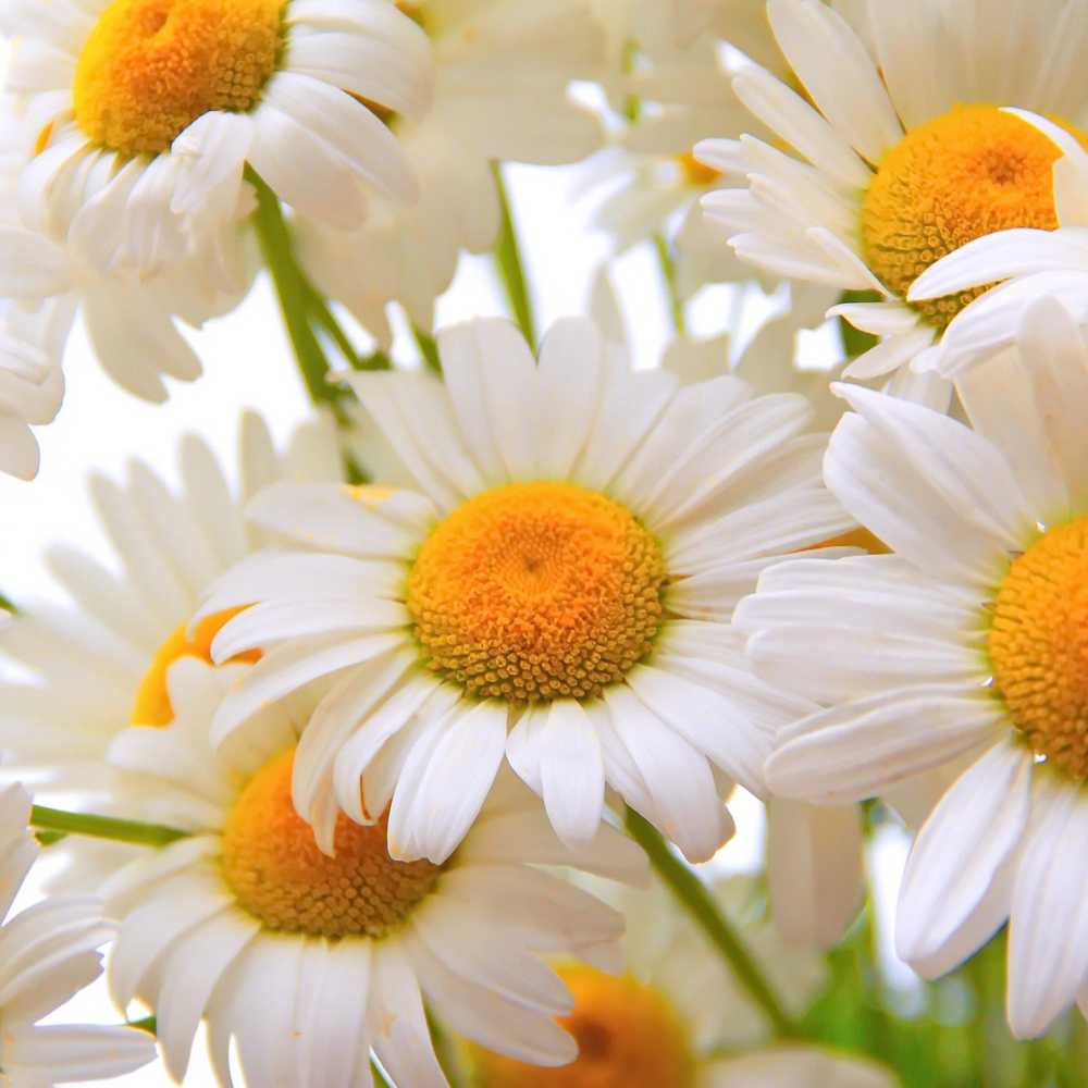 Matricaria chamomilla Zloty Lan in cottage garden border grown from seeds