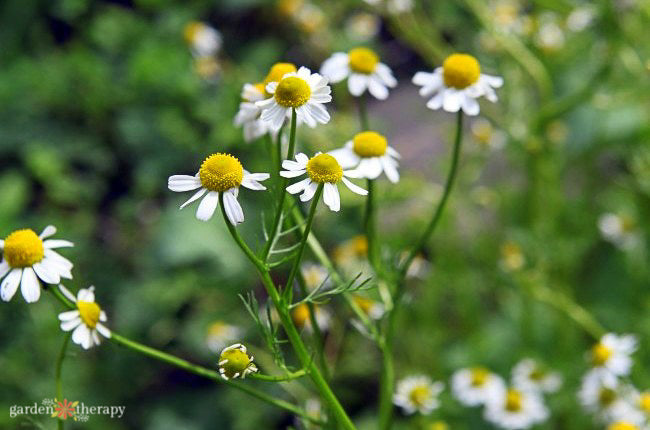 Matricaria recutita chamomile grown from seeds in garden border