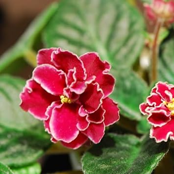 Close-up of Red Matthiola Incana blossoms