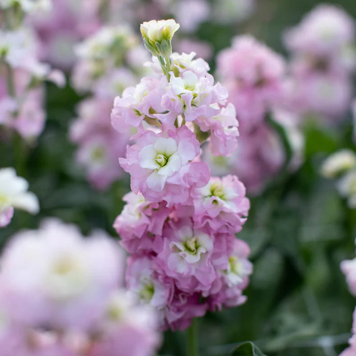 Purple and White Matthiola flowers used in floral arrangements