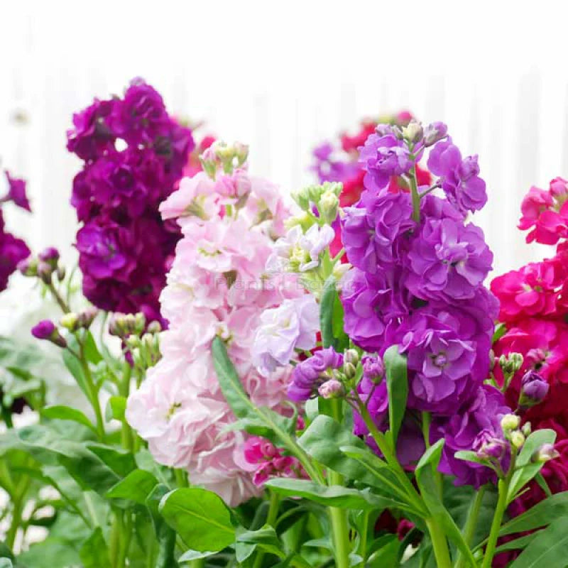 Close-up of Purple & White Matthiola Incana blossoms
