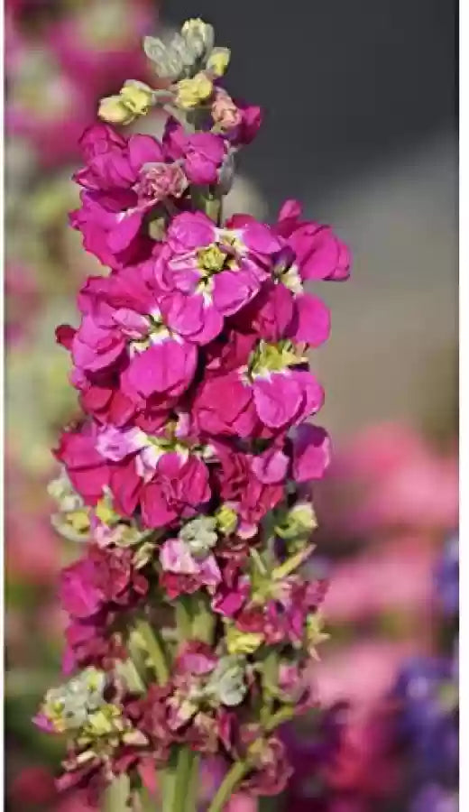Red Matthiola Incana flowers in garden borders